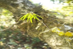 Bulbophyllum fimbriatum